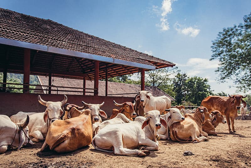 Cow Protection (Goshala)